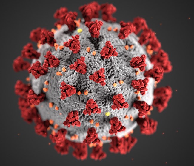 Coronavirus humano: las recomendaciones de Sanitas Promo Salud